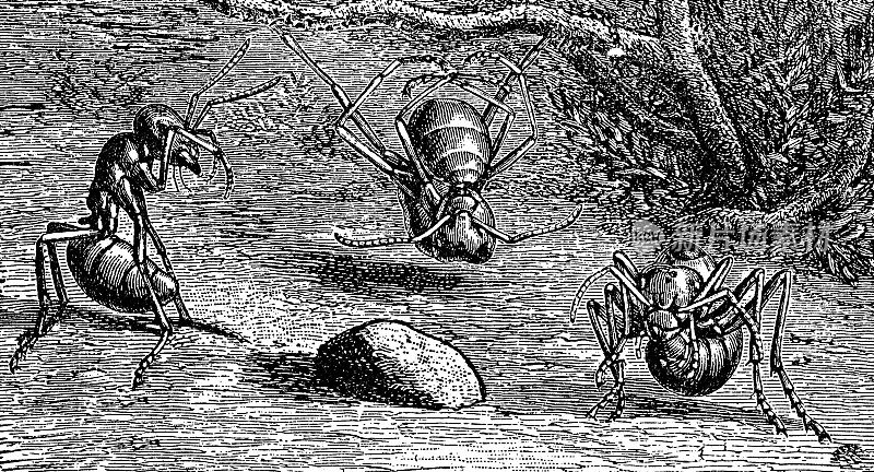 一群蚁虫(蚁科)- 19世纪